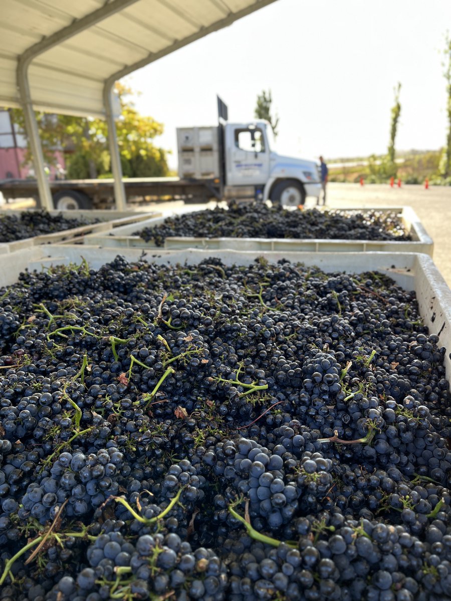 Schug Winery tweet media