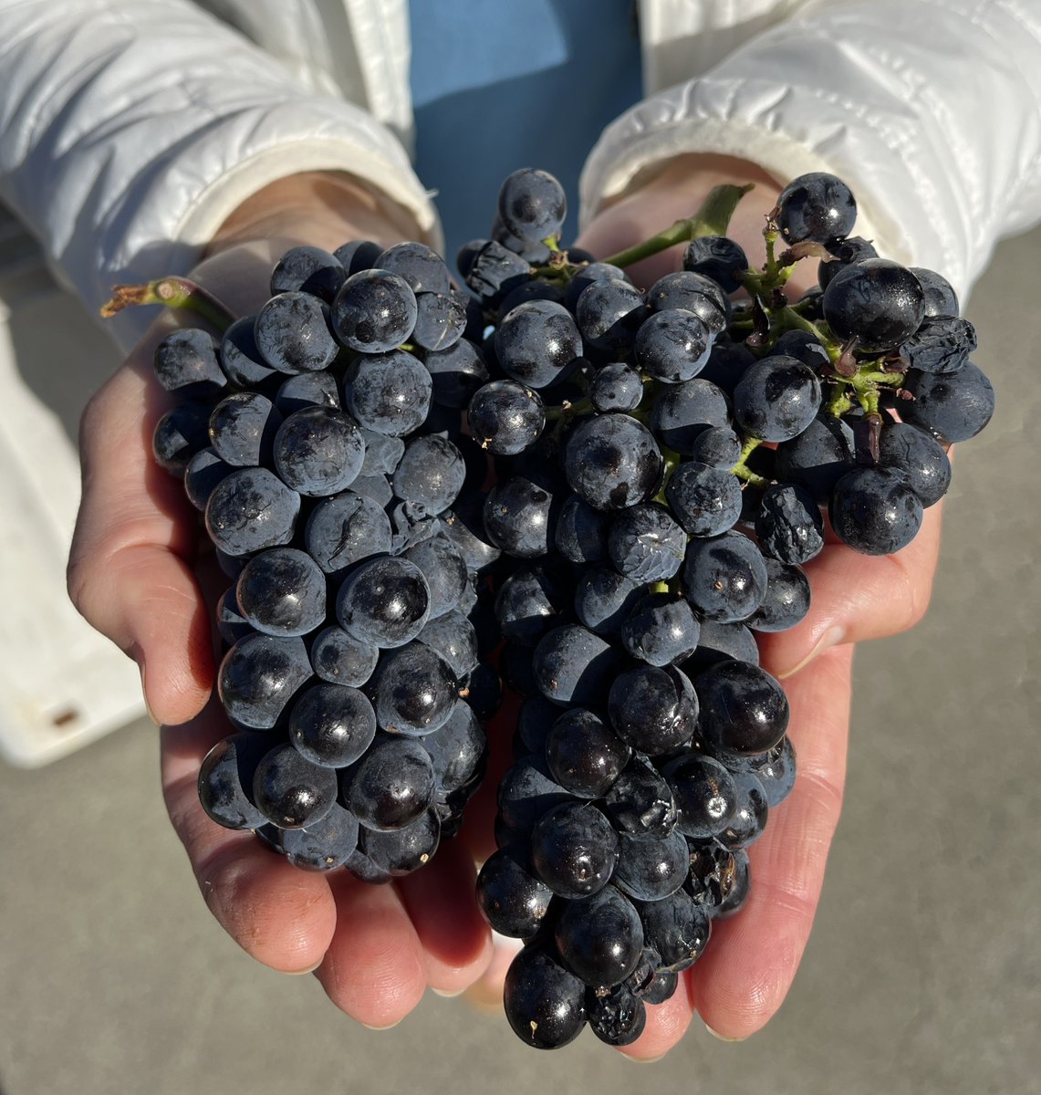 Schug Winery tweet media