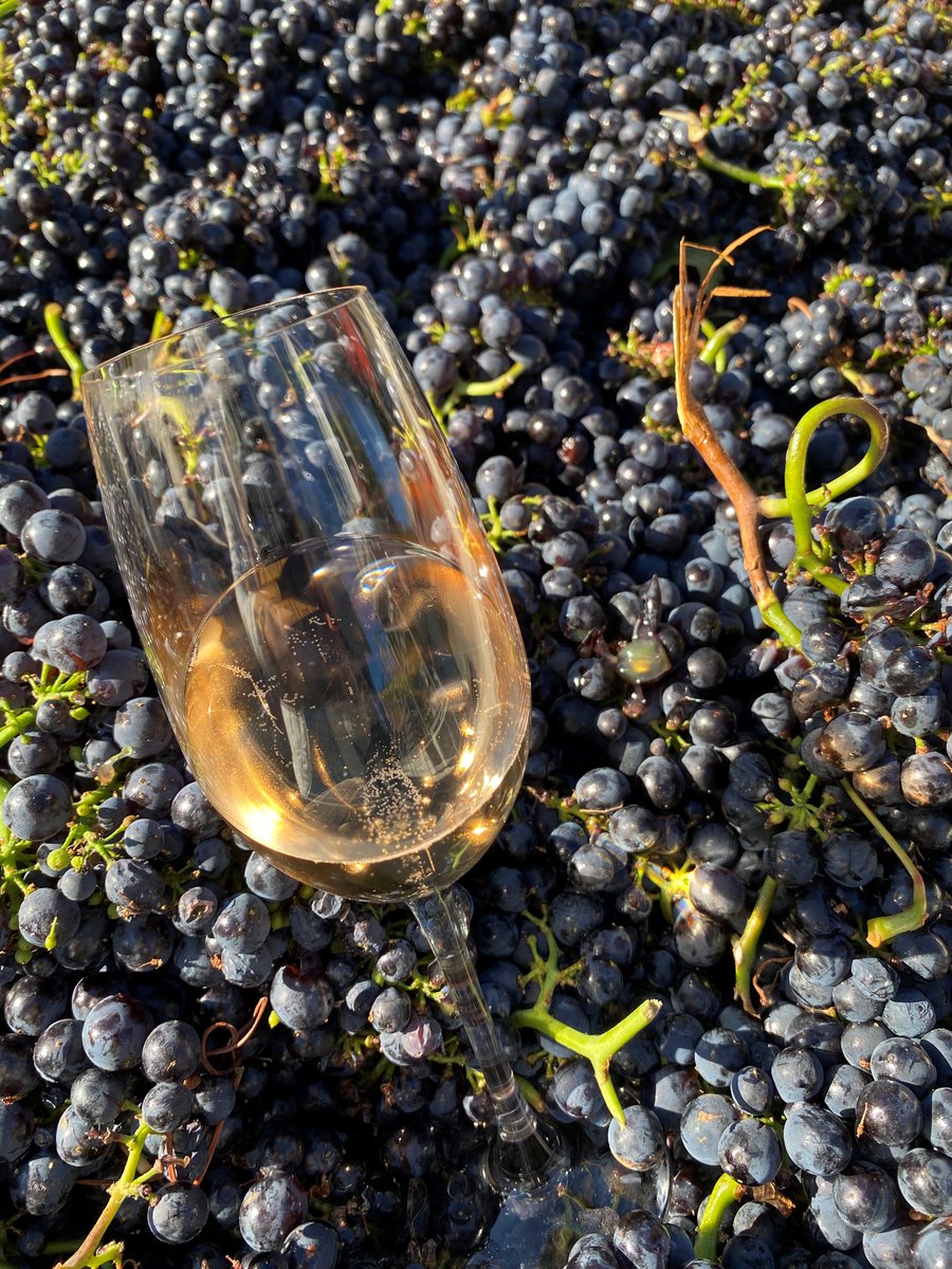 Schug Winery tweet media