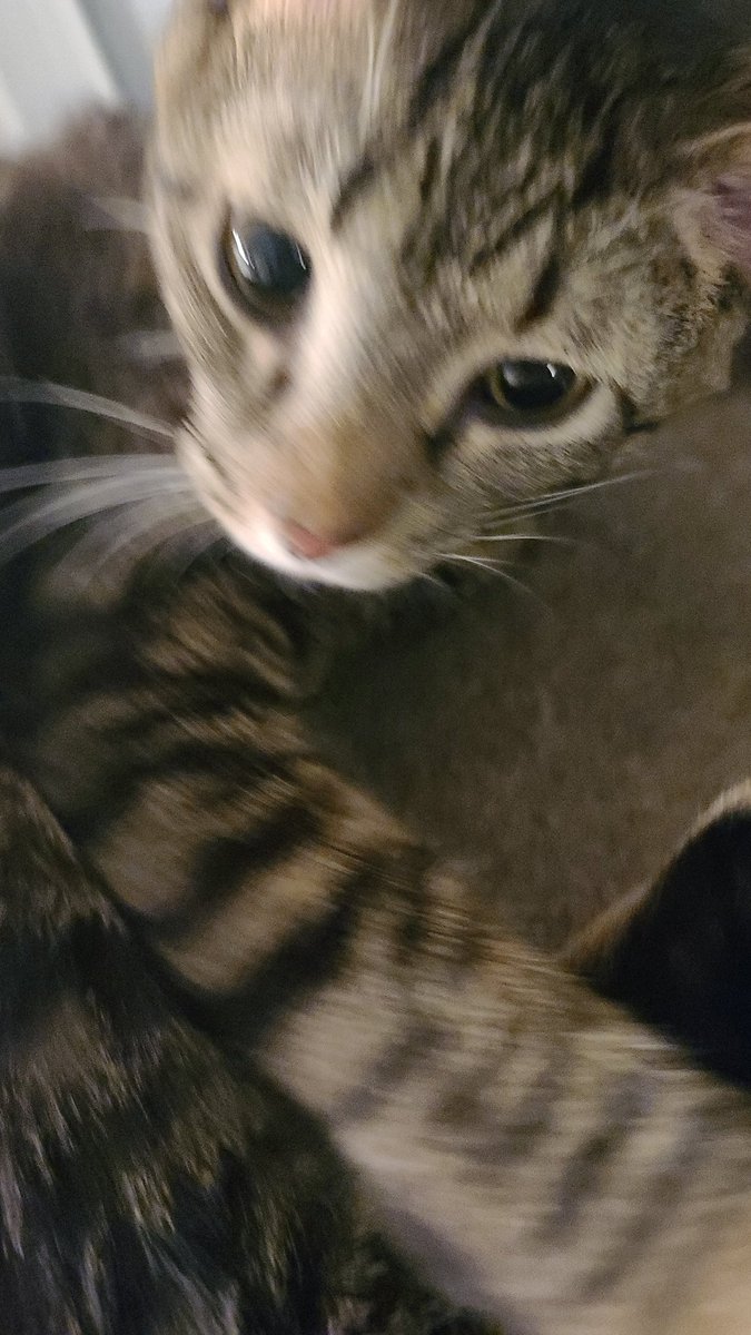 <a href="/UnrealAlexander/">Alexander Paschall</a> Not my cat, but my beloved's