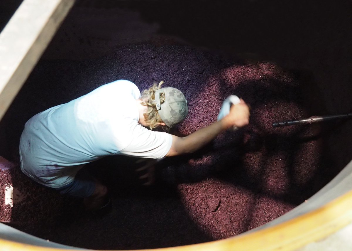 M_Chapoutier's tweet photo. Après l’étape du #remontage, le #décuvage de nos #rouges est lancé ! Le #vin de goutte a été extrait de la cuve, nos équipes rentrent dans la cuve pour sortir le marc de #raisin. Les parties solides seront pressées afin d’obtenir le jus de presse.
#chapoutier #mchapoutier https://t.co/ToPF9TDKwg