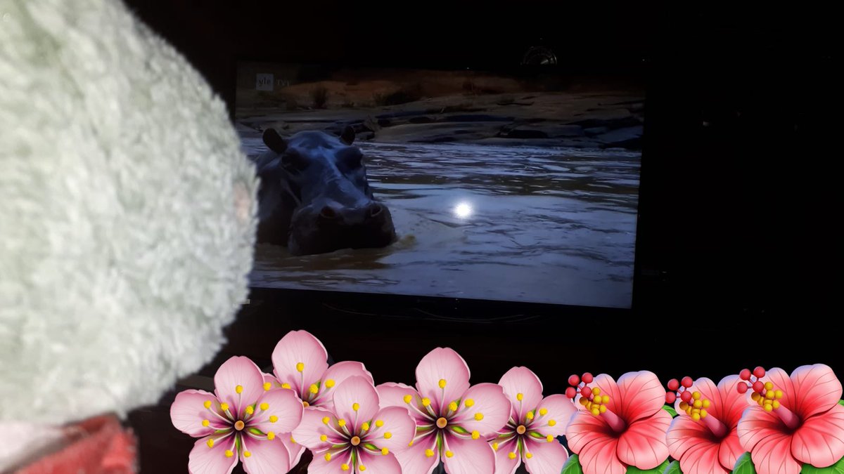 I was watching TV with my human and look what there was! #hippo #hippopotamus #ezrathehippo #nature