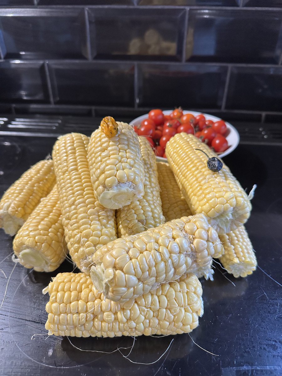 Lucy020702's tweet photo. ⁦@SimonLittlefie1⁩ your next venture ! Sweetcorn .
Have some healthy sweetcorn with the last of the tomatoes and chills! https://t.co/auIeLyB4on