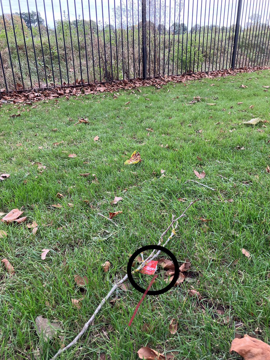 TheGhoti's tweet image. Classy place, The Long Walk.

In unrelated news, they need some pest repellent - this tree’s clearly had snails slithering all over it! 😬