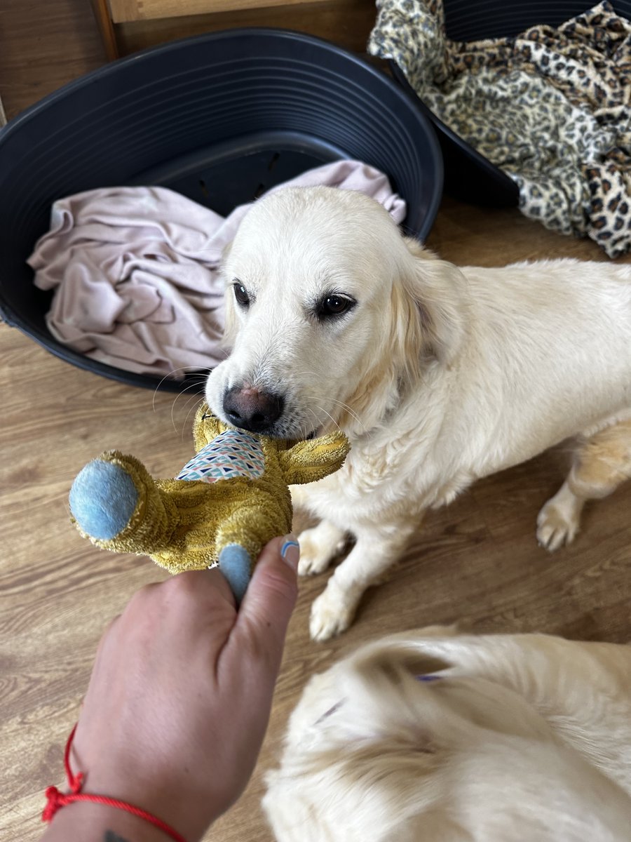 AdoptionsUk's tweet photo. Please retweet to HELP FIND THE OWNERS OF THESE 2 STRAY DOGS FOUND #CHESHAM #CHILTERN #BUCKINGHAMSHIRE #UK   
2 female Golden Retrievers chips not registered found 27 Sept. Now in a council pound, they could be missing from another region. Please share widely 🌟
DETAILS 
https://t.co/gvko0pjw8t #dogs #GoldenRetriever #Missing #Stolen
@MissingPetsGB