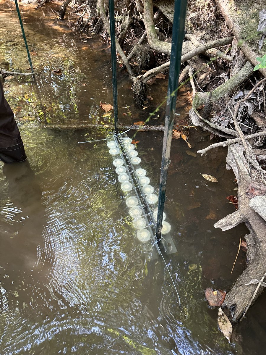 <a href="/ShogrenLab/">Shogren Lab</a> #wundergrads hard at work deploying NDS across streams in the Oakmulgee!