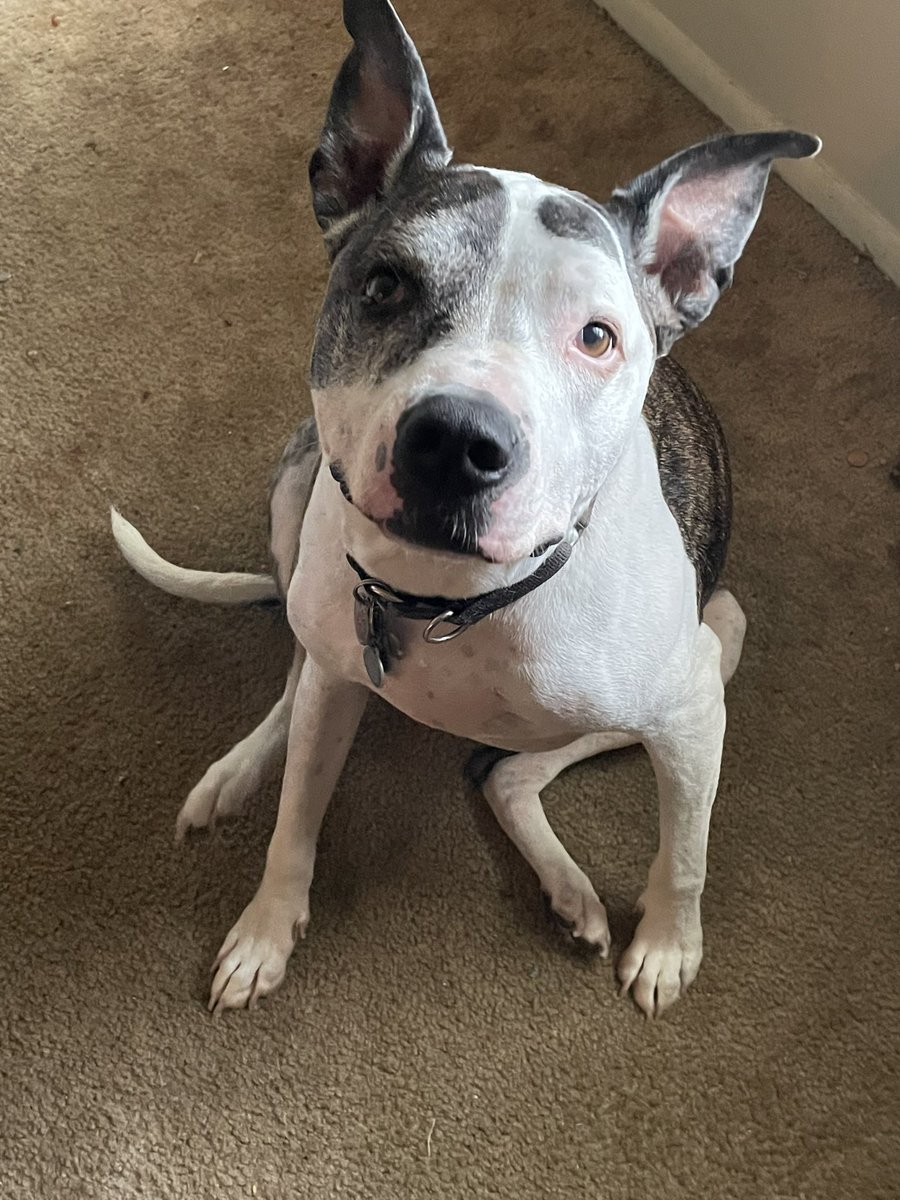 Simondagrump's tweet photo. I had to put my best friend down this morning. He was only 10 but cancer didn’t allow him to reach 11 . He was loved by all who knew him . I only had him 4 yrs . We were inseparable. #HeRescuedMe ! #DogsOnTwitter https://t.co/KBPi6kgh7e