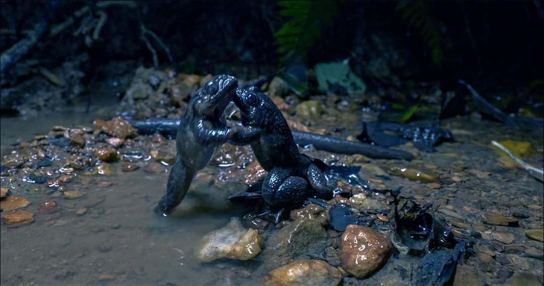 To the amazing team behind "Kapperaga," Congratulations on winning the Green Oscar for your outstanding wildlife film! Your dedication to capturing the beauty and importance of the Kumbara Night Frog in your film is truly inspiring.🌿🌍💚 <a href="/prashanthtomail/">Prashanth S Nayaka</a> #wildlife #jacksonwild