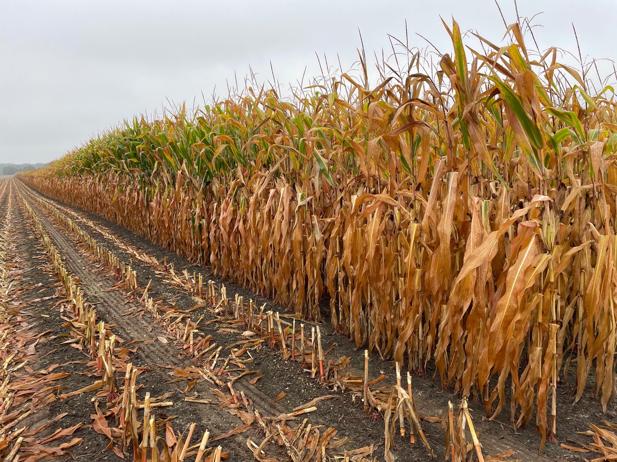 Jake Elgersma tweet media