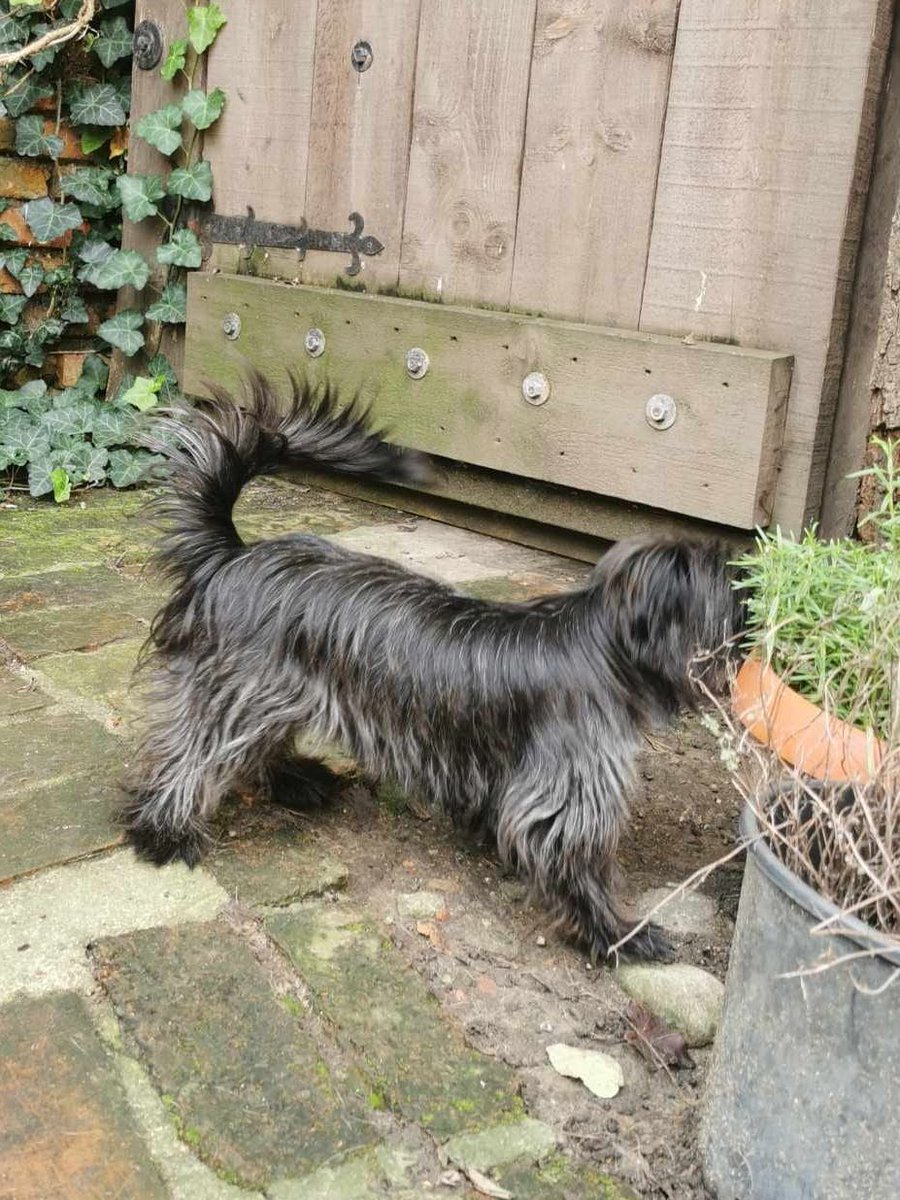 This tiny whirlwind is called MINI, and she doesn't sit still long enough for a photo!! 
MINI is only around 5kg and 5 months old.
She is a very energetic friendly girl.
Loves life, people and other dogs. #AdoptDontShop #RESCUEISMYFAVORITEBREED #Worcestershire #WESTMIDLANDS