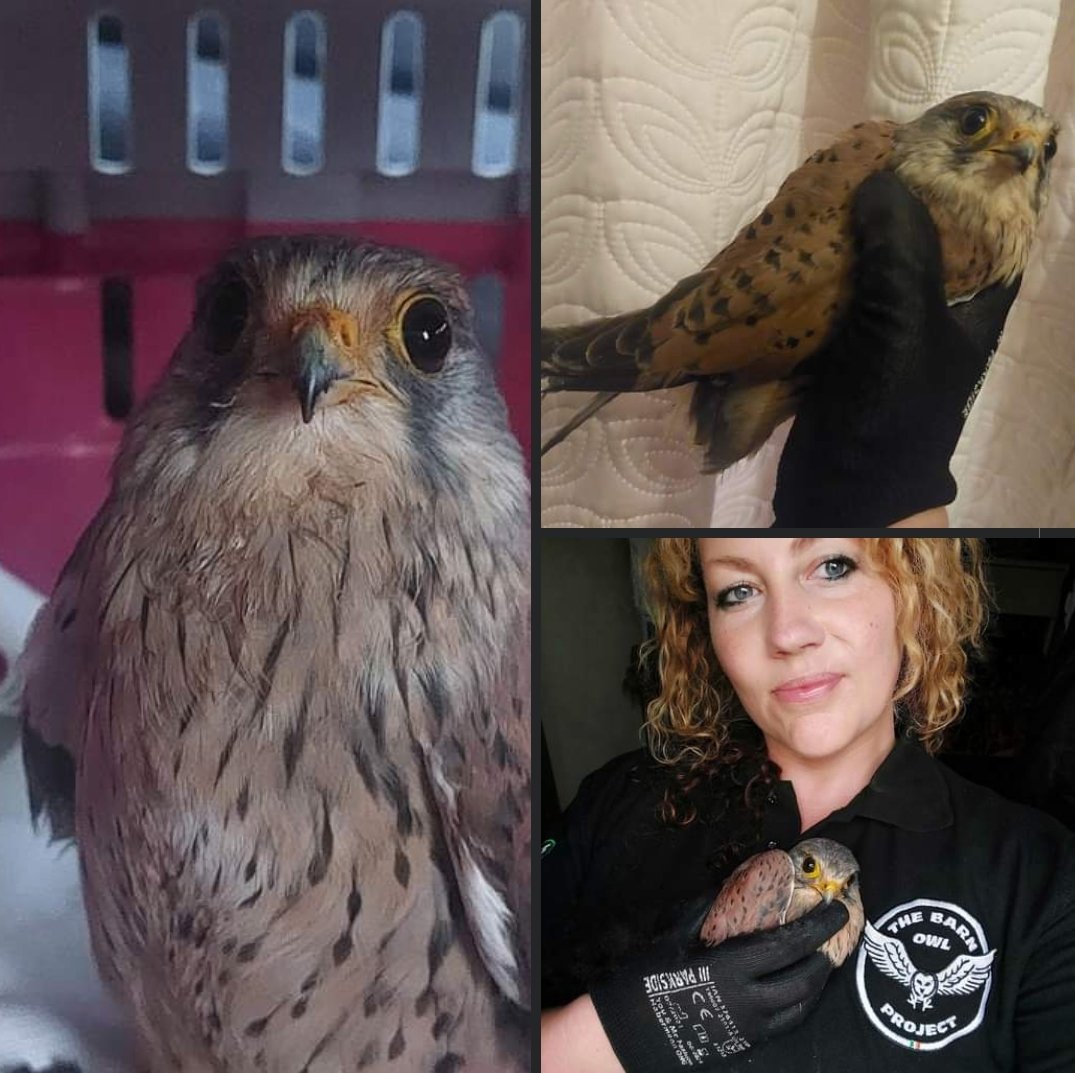 Some great work from all involved, a big thanks to Mary in Galway &amp; Claddagh Swan Rescue and Glenina Veterinary Clinic for helping and  giving care. Amazing work by all the volunteers helping with transport and to Katy's Wildlife Rescues for taking it into her care. ❤️