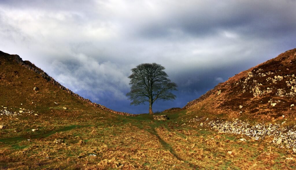 So sad to hear about the absolute senseless felling of this tree. I am aware it had special meaning to many, but I would like to remind you that thousands of trees in ancient woodland have been felled to make way for HS2. A project of stupid folly. #HS2