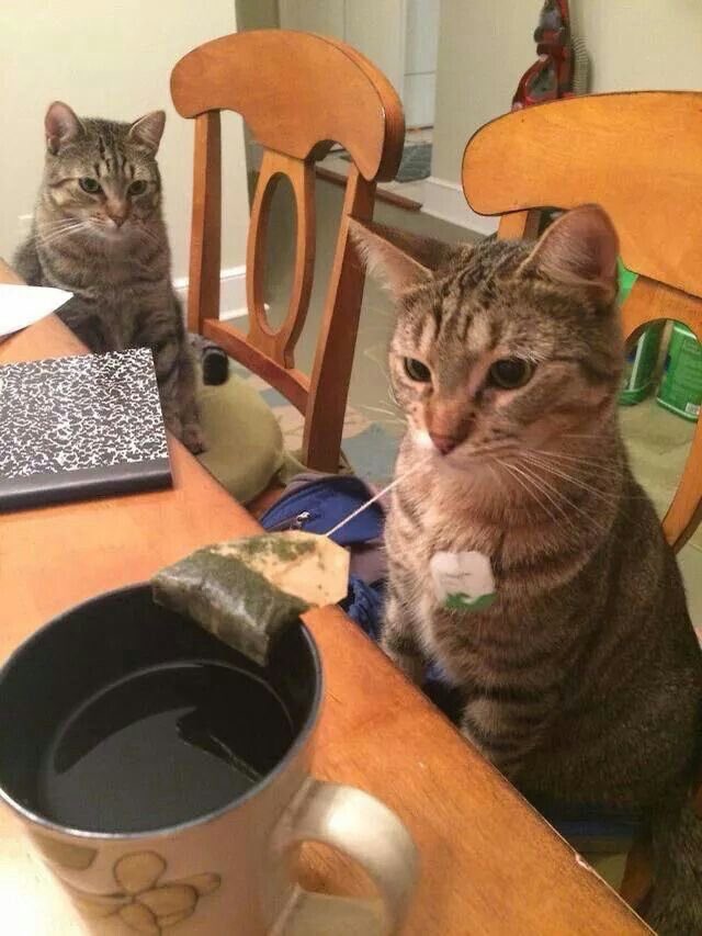 WE LOVE CATS tweet media