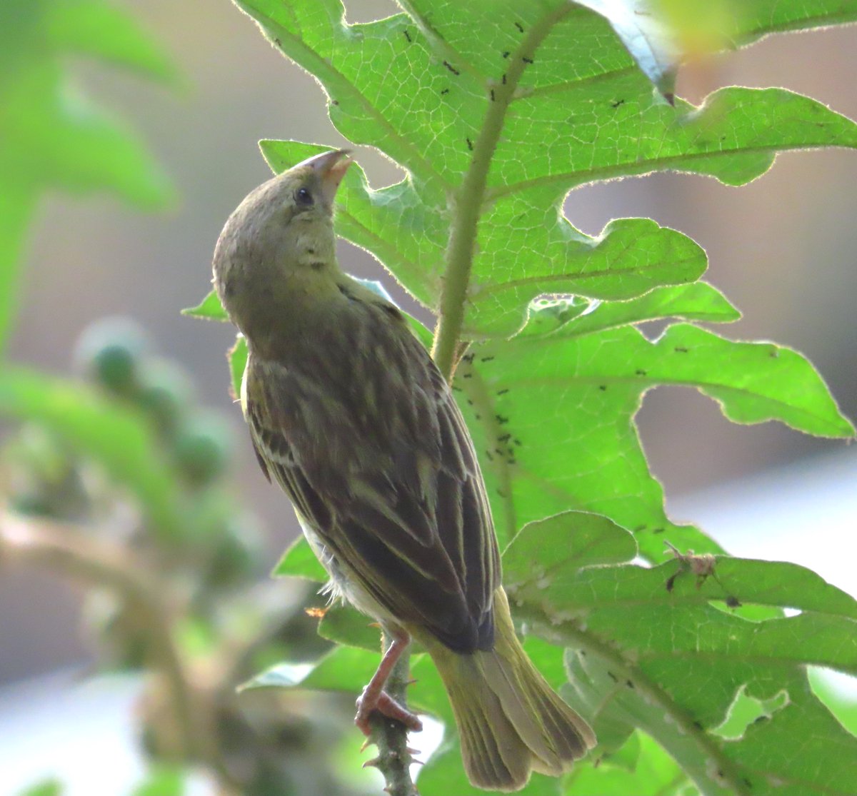 WWWings2023's tweet photo. A female #SouthernMaskedWeaver harvesting an investation. #SomethingDifferentSaturday
#Zambia #NaturePhotography #birding #birdwatching #TwitterNatureCommunity #BirdsSeenIn2023 https://t.co/VG5XHufv5E