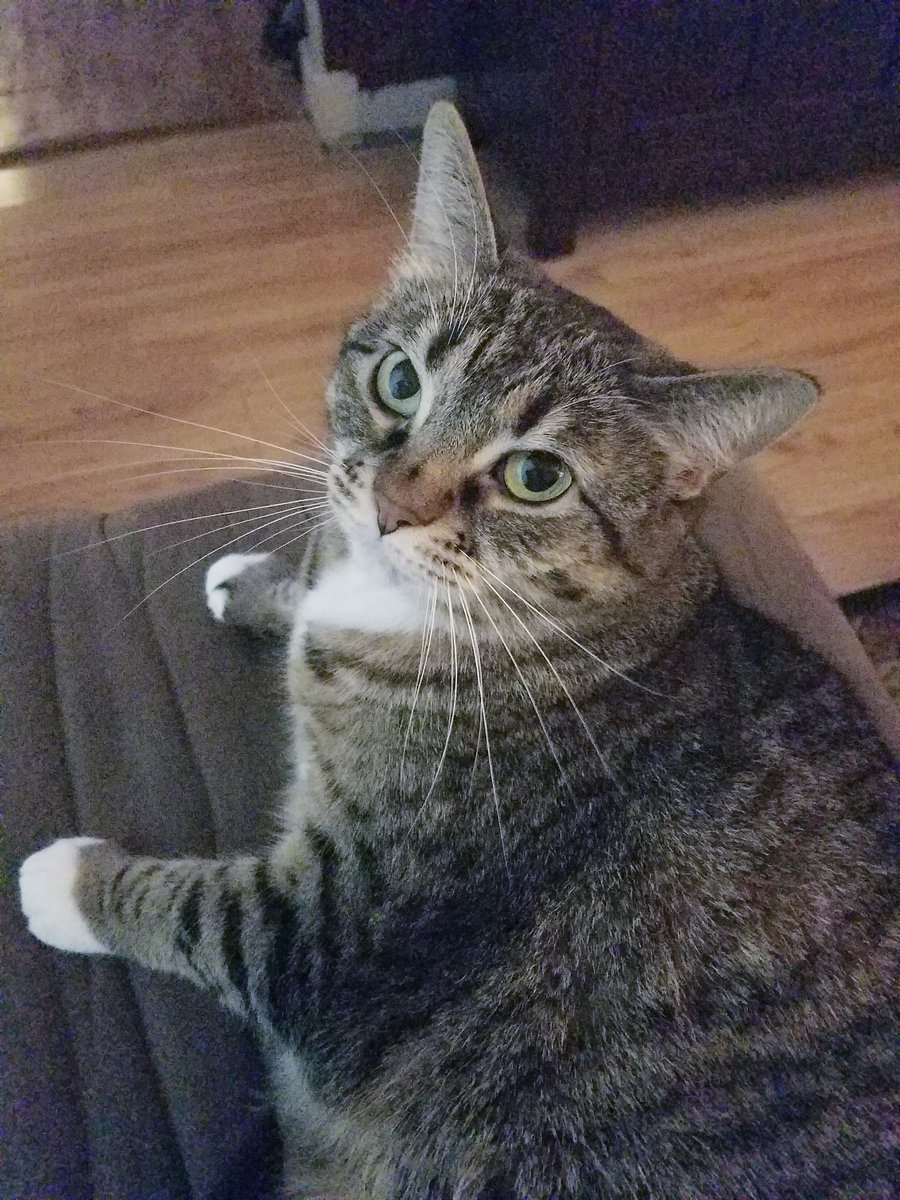 Pizzapuff15's tweet photo. Happy #Caturday evfurryone! Have a pawtastic day😽 @StrayLiotta #ForeverMyHeroStray #straystrong #leaveacan #LucyFurTweetsStrong #CatsOfTwitter https://t.co/EfoYPmqH6V