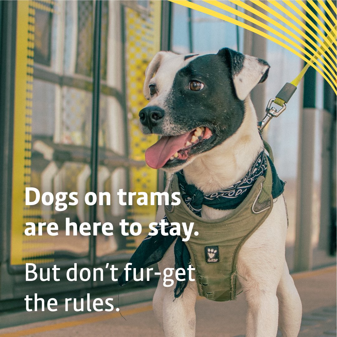BeeNetwork's tweet photo. 🐶 Going for a mooch with your pooch?
🦮 Please make sure your dog is on a lead and remains under your control at all times when on the Metrolink network.
👥 Be considerate of others who may be frightened of dogs, or who may be allergic to dog hair.
#DogsOnTrams https://t.co/lULPZdNwjY