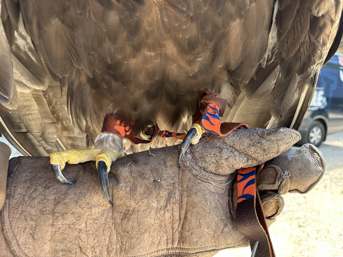 War Eagle (@WarEagle) / Posts / X