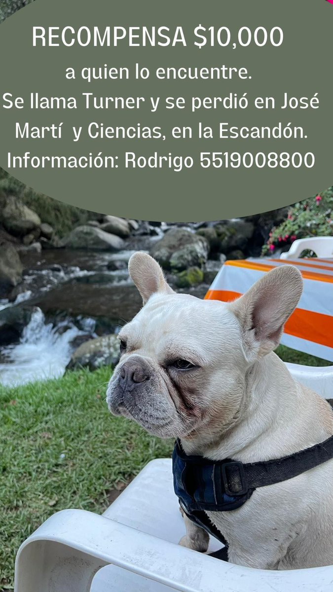pauldelpin's tweet photo. @PrrosPerdidosMX @UbicapetMexico @mascotasdifunde #PerrosPerdidosMx #perros #CDMX #AyudameARegresarACasa https://t.co/gjUkMvExlc