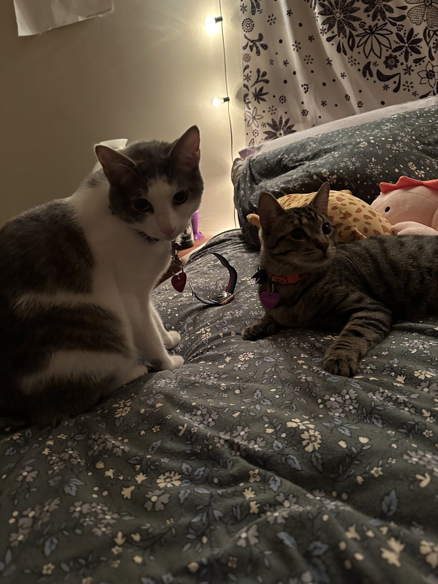 shhh u didn’t see me sneak a sniff 🤫 🥣-C