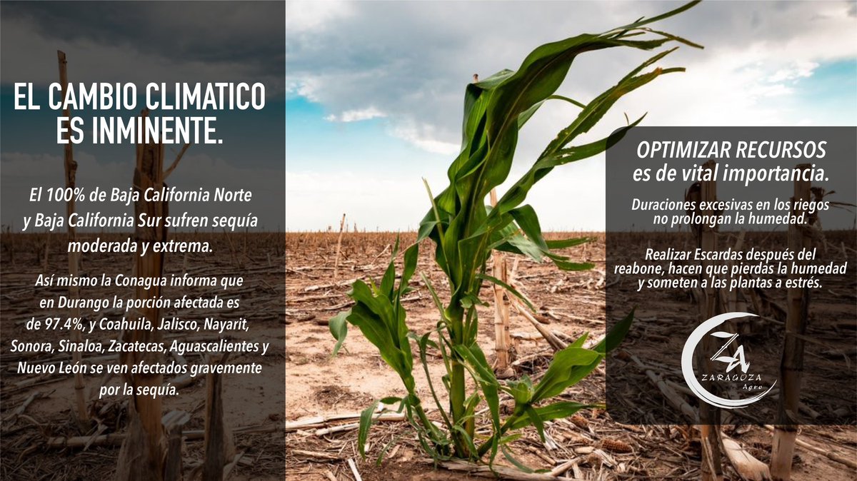 AgroZaragoza's tweet photo. Los suministros de agua por debajo del nivel óptimo y las temperaturas inusuales afectan negativamente el desarrollo y el rendimiento de los cultivos. Es hora de hacer.  En Zaragoza Agro, @AsgrowMX y @Bayer4CropsMX estamos tomando medidas. Acércate a nosotros https://t.co/shy6zt55Zs