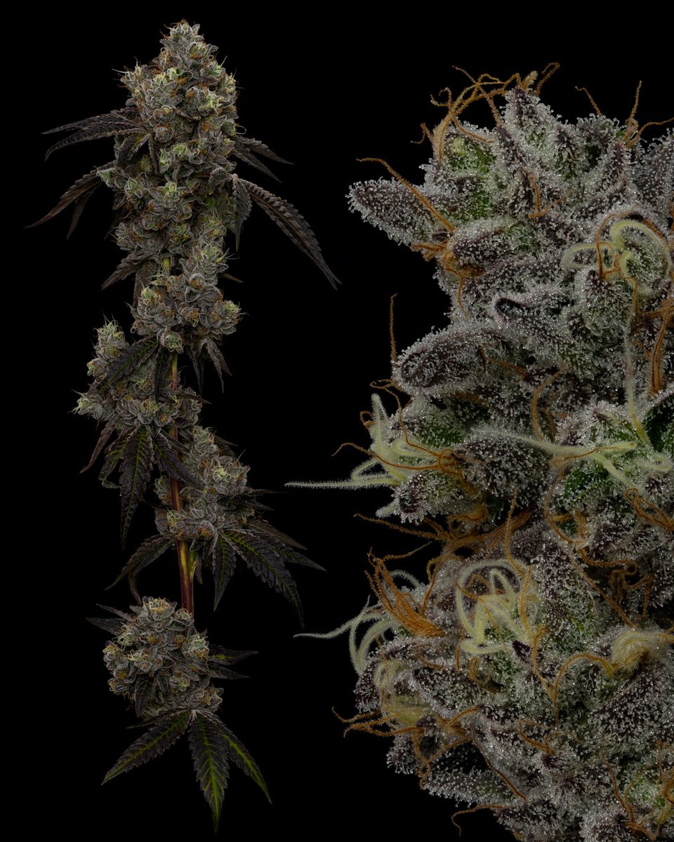 dcpremierfarms's tweet photo. Candy Land is known for its sweet and fruity aroma, this hybrid strain is a true sensory treat. This strain gives a well-balanced high that's euphoric and relaxing.  Users typically report a happy and uplifting experience with a touch of creativity, making Candy Land  popular. https://t.co/d4riIyF0va