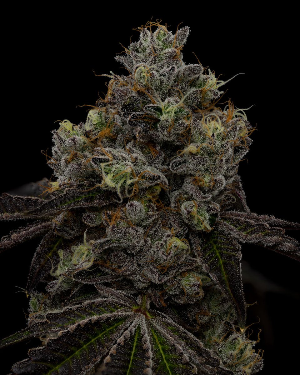 dcpremierfarms's tweet photo. Candy Land is known for its sweet and fruity aroma, this hybrid strain is a true sensory treat. This strain gives a well-balanced high that's euphoric and relaxing.  Users typically report a happy and uplifting experience with a touch of creativity, making Candy Land  popular. https://t.co/d4riIyF0va