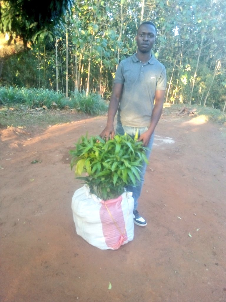 olvarislasway's tweet photo. #Miche
Mdau wa Kilimo na unahitaji kuwekeza kwenye kilimo Cha matunda,panda miti yako kipindi hiki Cha mwanzo wa mvua za #Vuli
Ili iweze kupata mvua za kutosha na kustawi vizuri.Mikoani tunasafirisha,Morogoro, Boma road,SUA.
Piga Leo:0626244751
WhatsApp: https://t.co/IoLHA0DtqP https://t.co/0U3hTg8YZz