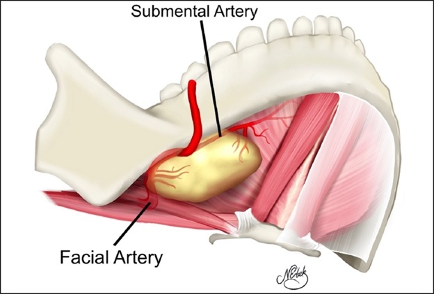 ASJrnl's tweet photo. ⭐️"Deep Neck Contouring With a Focus on Submandibular Gland Vascularity: A Cadaver Study"⭐️

🔗Read the paper: https://t.co/VnbZtj3ctr
🔗Read the Commentary: https://t.co/xXf1Z6JqdE

@ozcan_cakmak
@PatriciaMcGui20
@saferimplants
@phaedracress
@DrMarkMagnusson
@NahaiDr
@drkenkel https://t.co/MqmCONQNWt