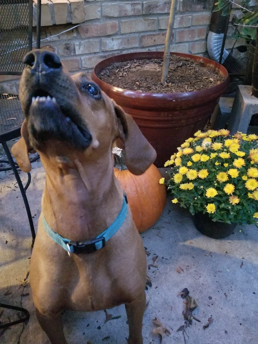 Real_Lil_Mango's tweet photo. EXCUSE ME GUYS I SAID HAPPY FALL! #dogs #PumpkinBug #ReturnofThePumpkinBug #PumpkinBugonElmStreet #Scary #Fall #Autumn https://t.co/5h4FYSsW05
