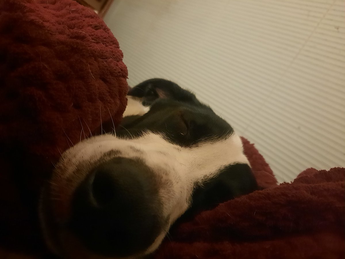 Arthirable's tweet photo. @MoxxiCasts This is my best bud Hugo. Medicine pup extraordinaire https://t.co/MaYmjoisbq
