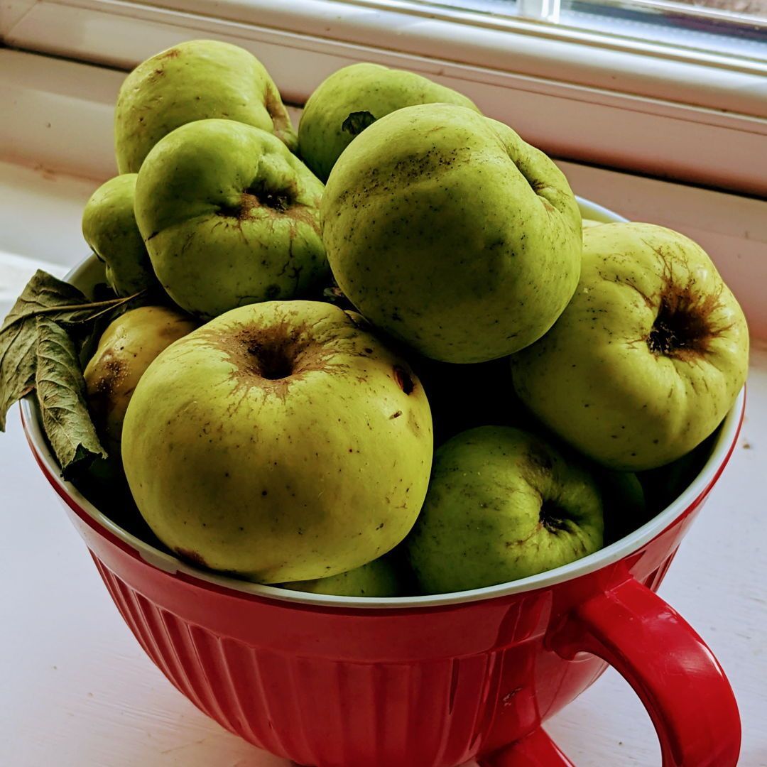 veg_plotter's tweet photo. Found some more windfall apples on my dog walk! Gonna make apple cake!
Windfall apples are sweeter than picked apples, perfect for baking. If you find them, pick them up! They're delicious and versatile.
#windfallapples #applecake #baking #autumn #dogwalks https://t.co/9zmA4a5XEz