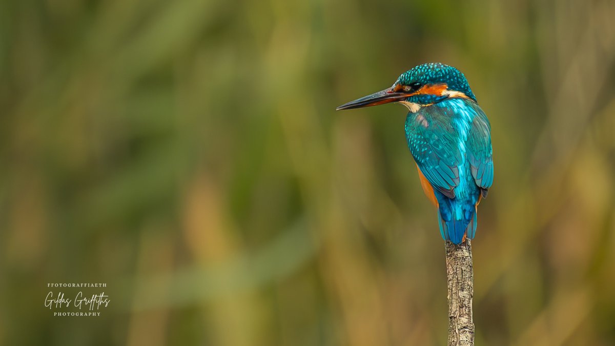 Glas y Dorlan | Kingfisher 🏴󠁧󠁢󠁷󠁬󠁳󠁿

<a href="/BBCSpringwatch/">BBC Springwatch</a> <a href="/BBCCymruFyw/">BBC Cymru Fyw</a> <a href="/WildlifeMag/">BBC Wildlife</a> <a href="/LumixUK/">Lumix UK</a> <a href="/ThePhotoHour/">#ThePhotoHour</a> <a href="/RSPBCymru/">RSPB Cymru</a> <a href="/Natures_Voice/">RSPB</a> <a href="/WalesOnline/">WalesOnline 🏴󠁧󠁢󠁷󠁬󠁳󠁿</a> 

#birdsphotography #photography #wildlife #nature #birds #photograph #photo #photographer