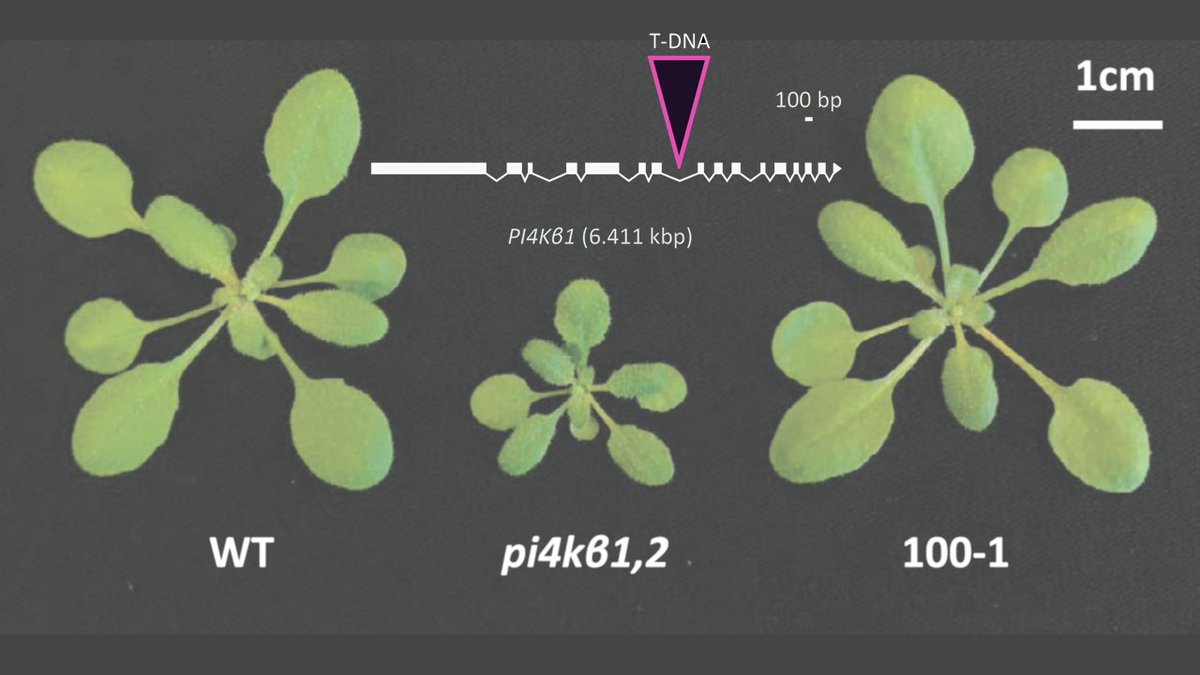 The Plant Journal (@theplantjournal) on Twitter photo T-DNA mutants are widely used for reverse genetic analyses, especially in Arabidopsis
<a href="/KarenThulasi/">Karen Thulasi Devendrakumar</a> et al. show that the intronic T-DNA mutant phenotypes can be reversed – so stay alert when using T-DNA mutants
doi.org/10.1111/tpj.16…
<a href="/wileyplantsci/">Wiley Plant Science</a> <a href="/SEBiology/">SEB @sebiology.bsky.social</a> T-DNA mutants are widely used for reverse genetic analyses, especially in Arabidopsis
<a href="/KarenThulasi/">Karen Thulasi Devendrakumar</a> et al. show that the intronic T-DNA mutant phenotypes can be reversed – so stay alert when using T-DNA mutants
doi.org/10.1111/tpj.16…
<a href="/wileyplantsci/">Wiley Plant Science</a> <a href="/SEBiology/">SEB @sebiology.bsky.social</a>
