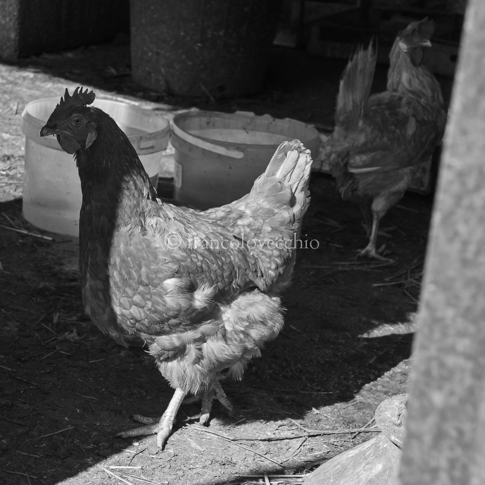 #photography #blackandwhitephoto #Monochrome #hengren #AnimalCrossingNewHorizons #breeders #NaturalGas #agriculturemarket