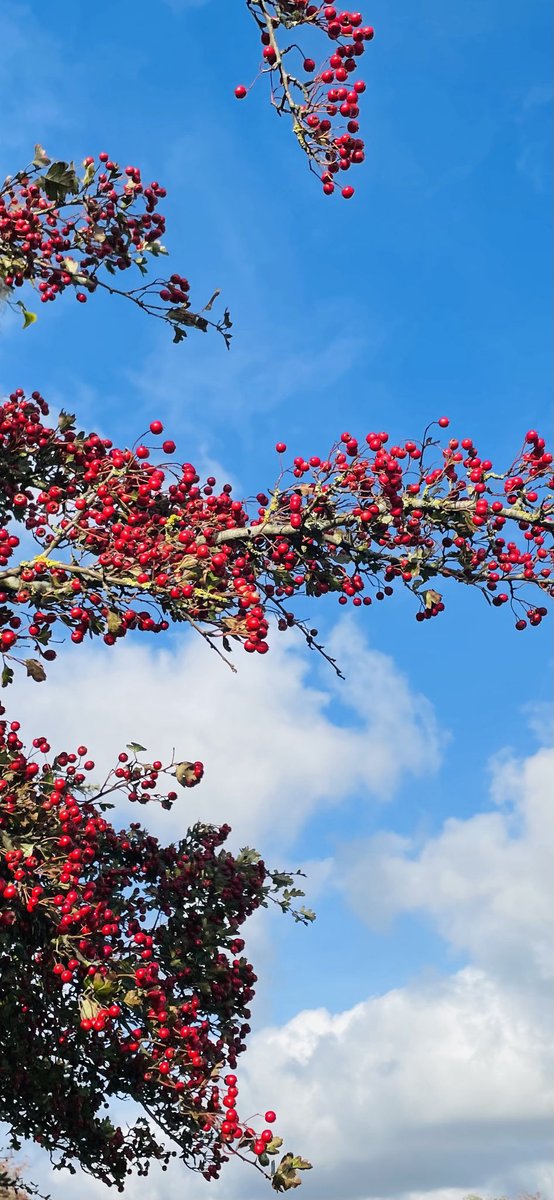 starofstage's tweet photo. Hawthorn on the Downs.

Any day now the migrating  Redwing and Fieldfare will be stopping off here to fuel up on nature's own energy bars before they head south across the channel and way beyond.
#migration #thedowns https://t.co/7PTxQZ4hky
