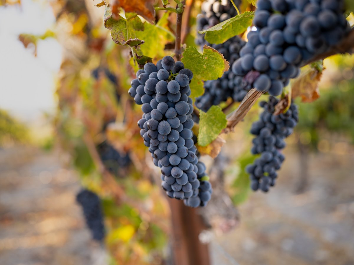 BookerVineyard's tweet photo. Pick me pls 😉 https://t.co/q05PqP2I5t