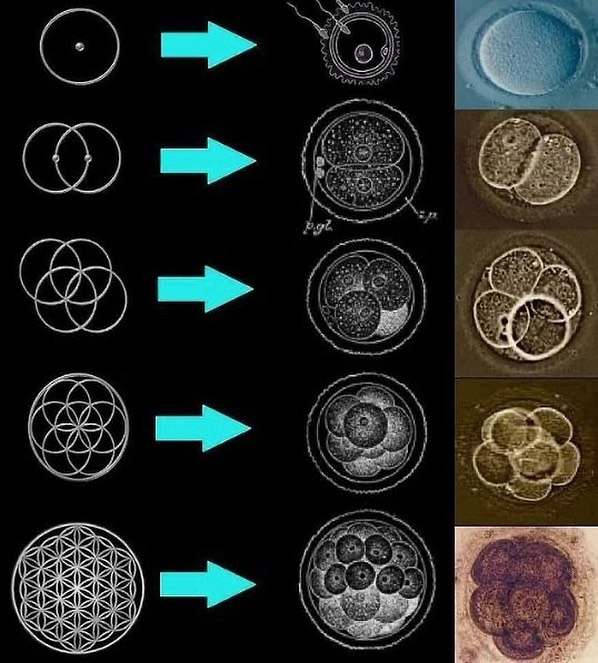Robert_E_Grant_'s tweet image. In mathematics and geometry lies the language of nature.

#geometryinnature #fractalsinnature #sacredgeometry
#fractals #fractal #geometry #symmetry #nature #natural #physics #science #math #synergetics #quadrivium #patterns