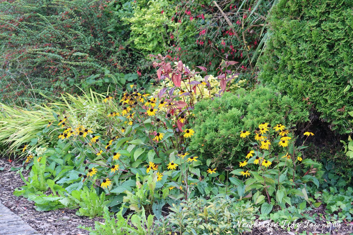 TTNewbridge's tweet photo. Some photos taken at the perennial flowerbed beside the #Garda Station on Main Street #Newbridge
We will soon be organising one of our maintenance visits - some weeding, re-planting & general TLC is required
Have you #GreenFingers & a desire to help?
#ItsEasyToMakeADifference https://t.co/huVCbHcvJp