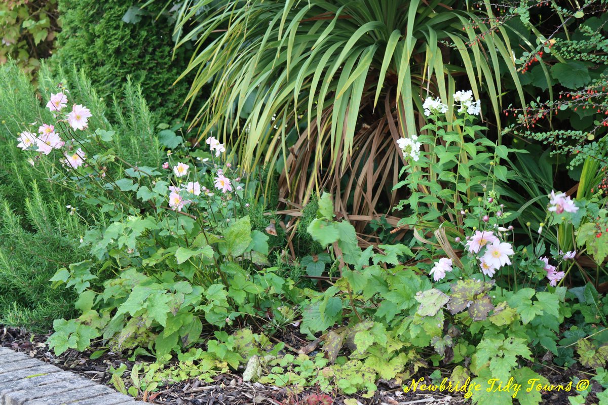 TTNewbridge's tweet photo. Some photos taken at the perennial flowerbed beside the #Garda Station on Main Street #Newbridge
We will soon be organising one of our maintenance visits - some weeding, re-planting & general TLC is required
Have you #GreenFingers & a desire to help?
#ItsEasyToMakeADifference https://t.co/huVCbHcvJp