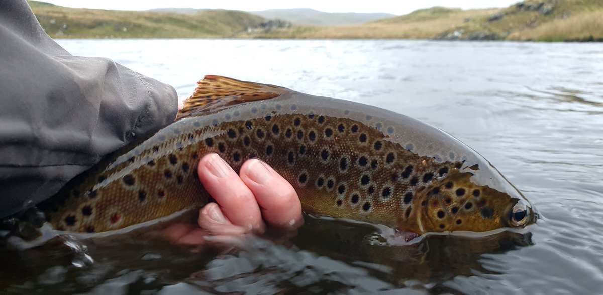 GayleMarsh14's tweet photo. It's good to know that some things don't  change. A lovely few hours after work on Llyn Egnant and Llyn Hir to end the season. 
#wildbrowntrout
#sharingflieswithastranger
#ifyouknowyouknow https://t.co/KBxSjHy5hz