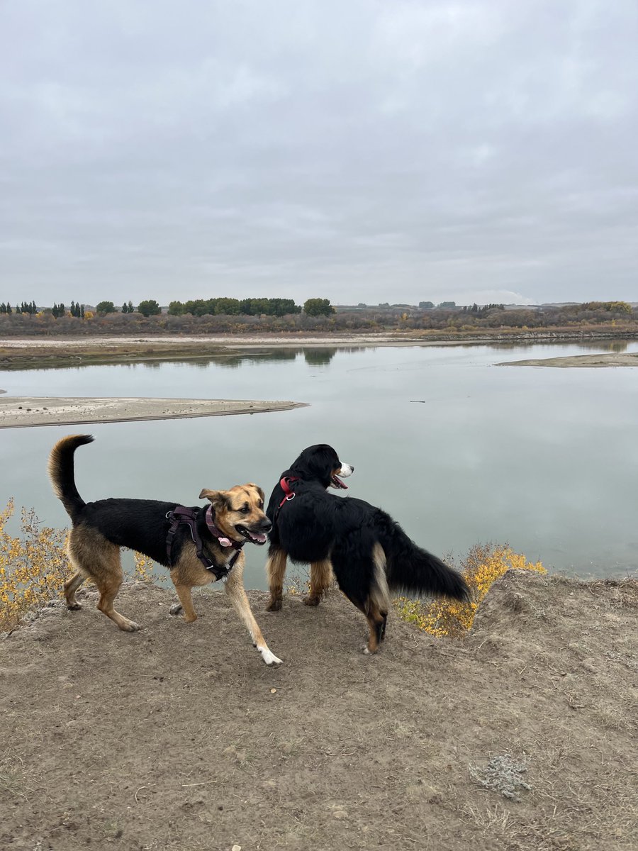 Saturday morning shenanigans. Enjoy the weekend! 
#dogsofx #playoutside #weekend