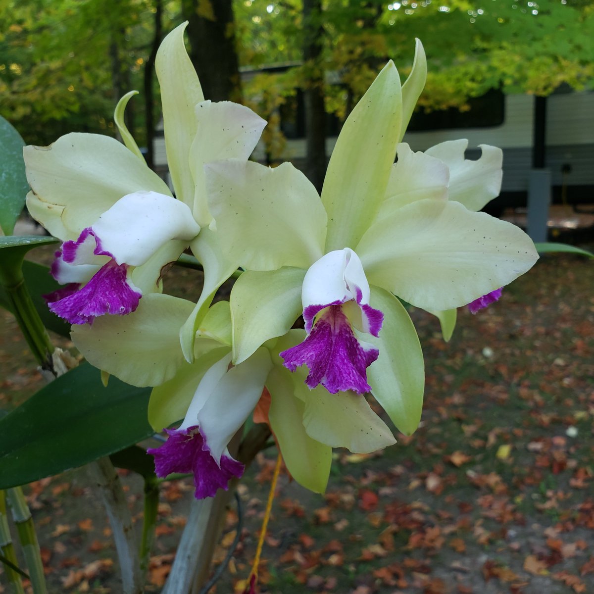 OakwoodOrchids's tweet photo. Have you started you fall tasks with your #orchids yet? It's not too late. Here is the checklist from the @AmericanOrchid : https://t.co/H90JAD66lG
#AddictedToOrchids
RLC Surprise Rainbow 'Donna's Treasure' https://t.co/wVPpVfyt0h