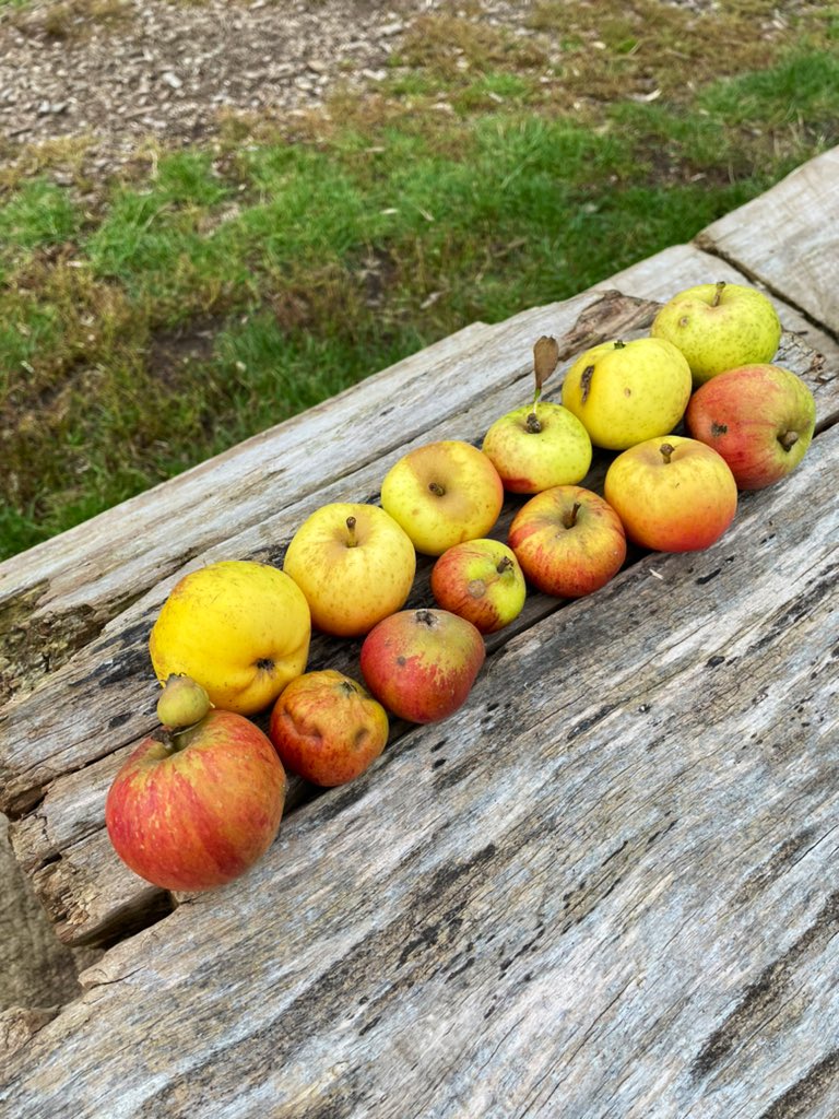 Late afternoon walk around #GarthMeadows with Rosie. The cattle have gone now and I will miss them, particularly the Matriarch, she was a real character. Collected some windfalls to store for the birds in winter #365DaysWild 💚🍎🐕‍🦺