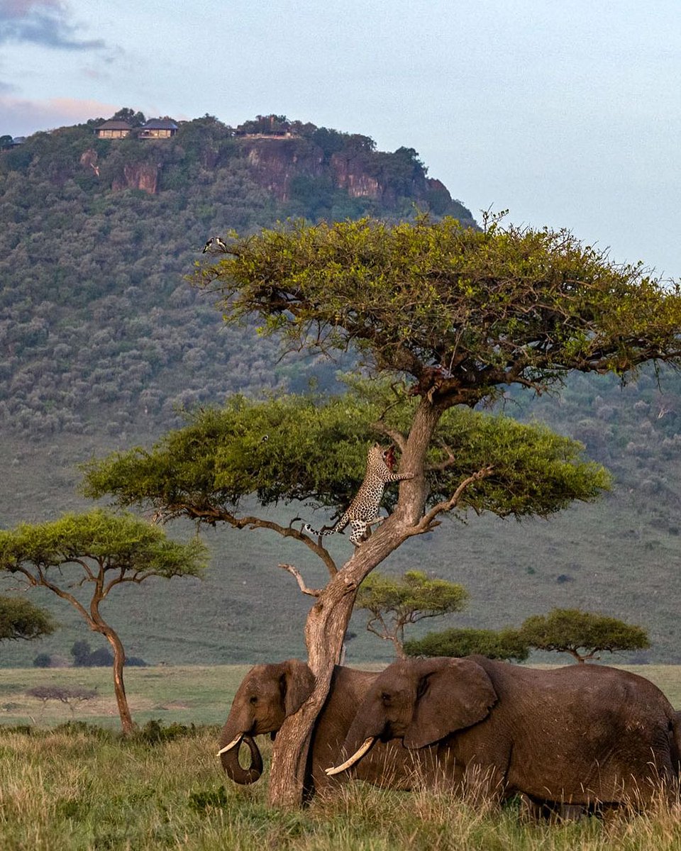 balutraveltd's tweet photo. Welcome to the Wild of Masai Mara 📍Angama Mara Camp.
📷: pixayialel
#Angama #Safari #SafariLodge #LuxuryHotel #AdventureHoliday #MagicalKenya #AngamaMara #africa #BaluTravelDeals #getaway #escape #Discover #leopard #elephant #wildlife https://t.co/KkPcM6PgbL
