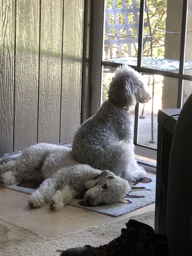 요즘근황....
강쥐에푹~빠져서
(미안하지만 좀 웃기게생김)
이먼멍이상주하시는술집존나단골됨!!!!!!!