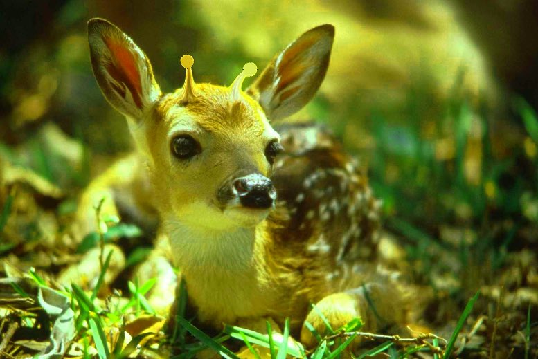 BananaDeer (Acorn Gang) tweet media