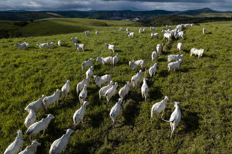 Nordeste.
DOCUMENTOS REVELAM FAZENDAS DE LIRA NÃO DECLARADAS À JUSTIÇA;
Considerado um dos homens mais poderosos da República, o presidente da Câmara, Arthur Lira, era deputado estadual quando pagou, quase R$ 5 milhões valor da época, ou cerca de R$ 16 milhões, em valor atual. 👇
