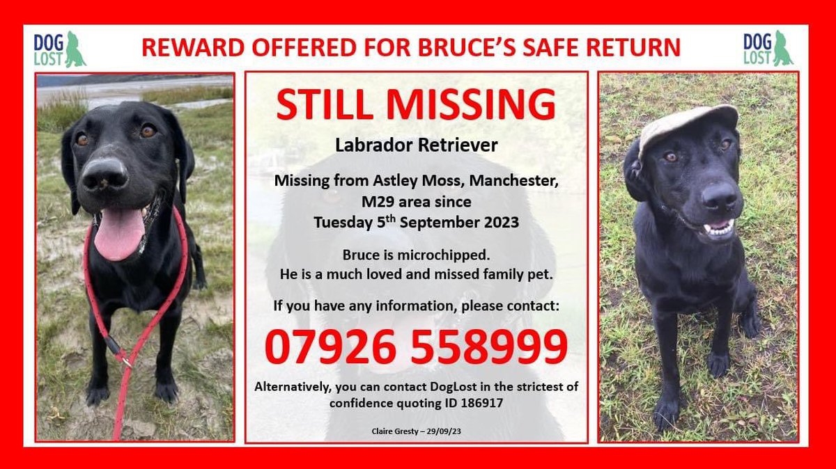 💥 REWARD 💰 FOR BRUCE’S SAFE RETURN💥 This lovely boy missing since 05/09/23 #AstleyMoss #Manchester. If you have info to his whereabouts, pls contact the number below, or msg admin at Bring Bruce home. His family love&miss him, and need him home doglost.co.uk/dog-blog.php?d…