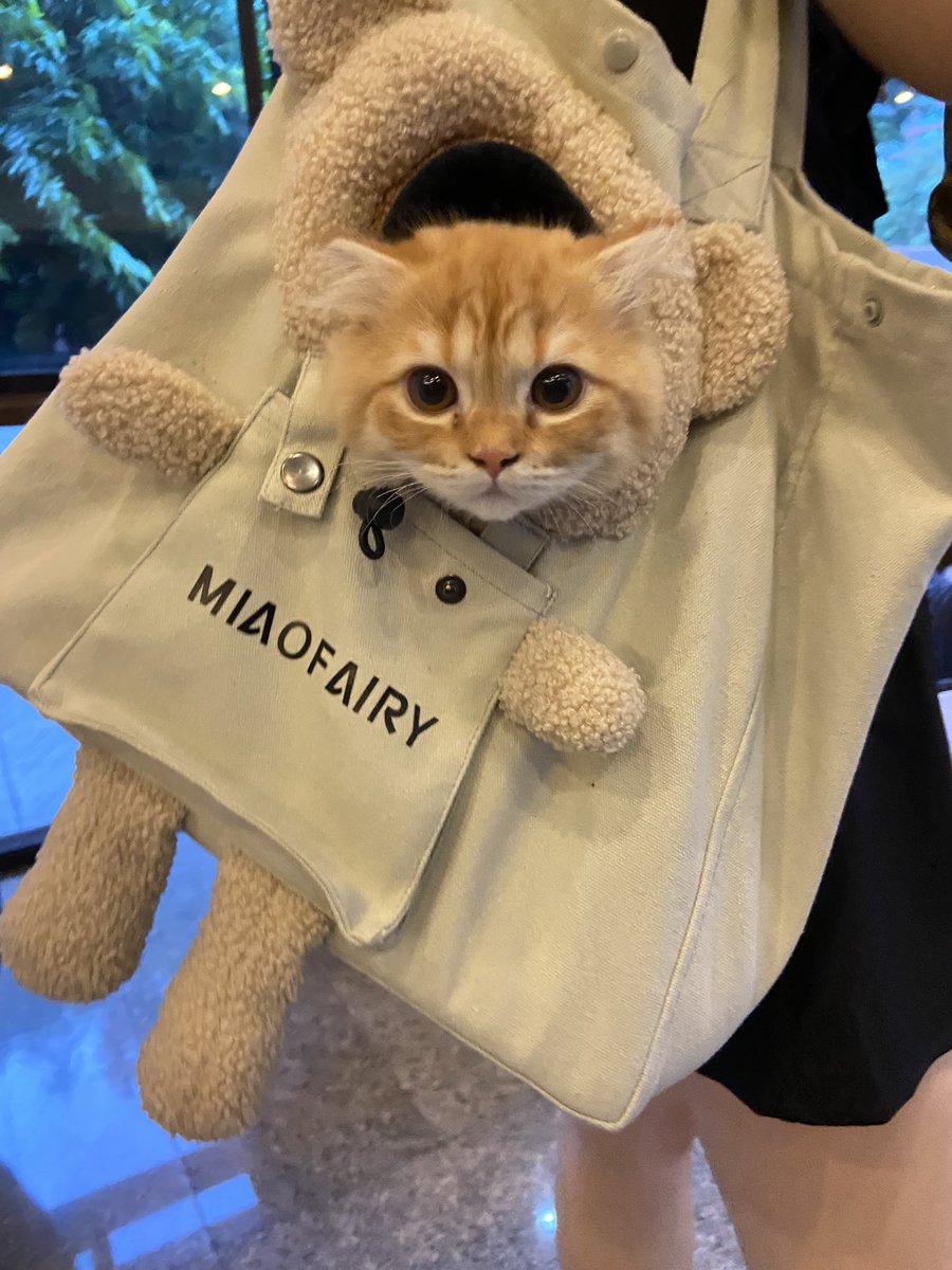 Achenglll's tweet photo. 🐈 https://t.co/46M5xnIfqS