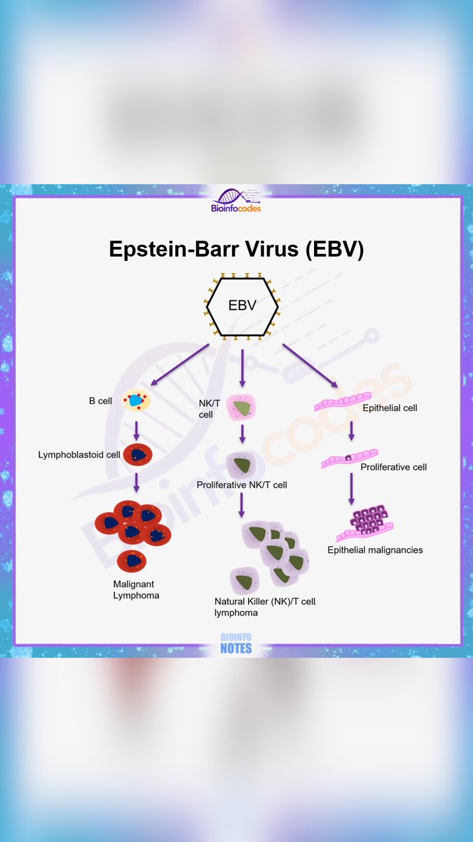 Bioinfocodes YouTube channel has shared a Shorts content about Epstein-Barr Virus (EBV)! 

Link: youtube.com/watch?v=B_EC7I…

#epsteinbarrvirus #EBV #EBVgenome #herpesvirus #viralinfections #lymphocytes #immuneresponse #Bcells #mononucleosis #biology #science #shorts #AcademicTwitter…